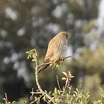 Oda ve Kahvaltı Domaine De Campras Saissac