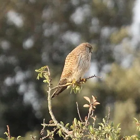 ベッド・アンド・ブレックファスト Domaine De Campras Saissac